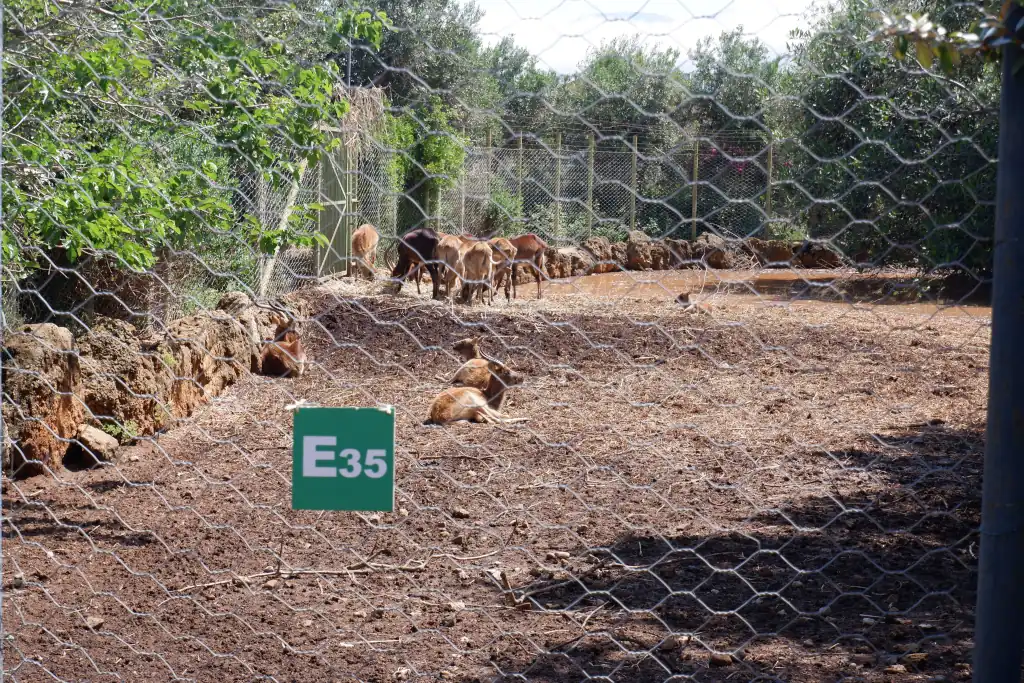 Recinto con animali E35