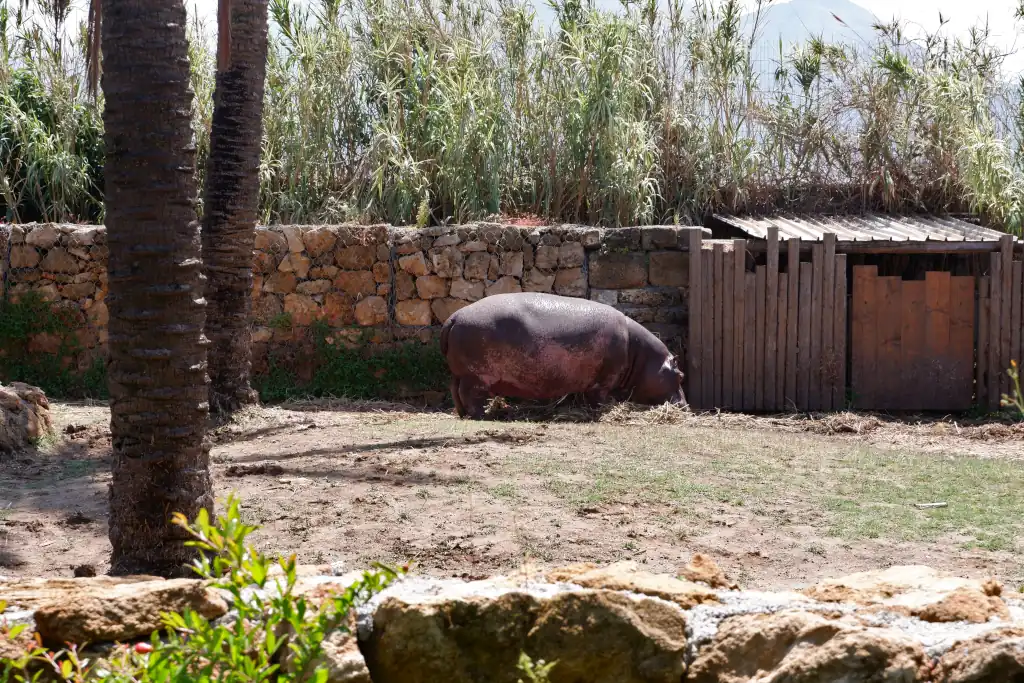 L'ippopotamo