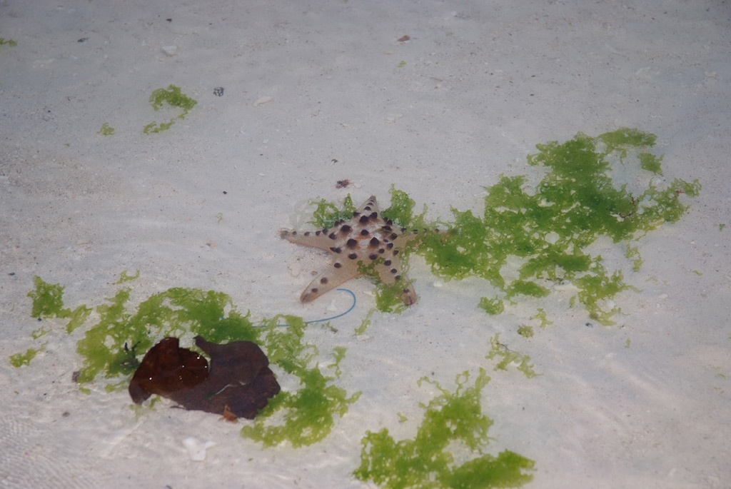 Stella marina spiaggia di Bohol