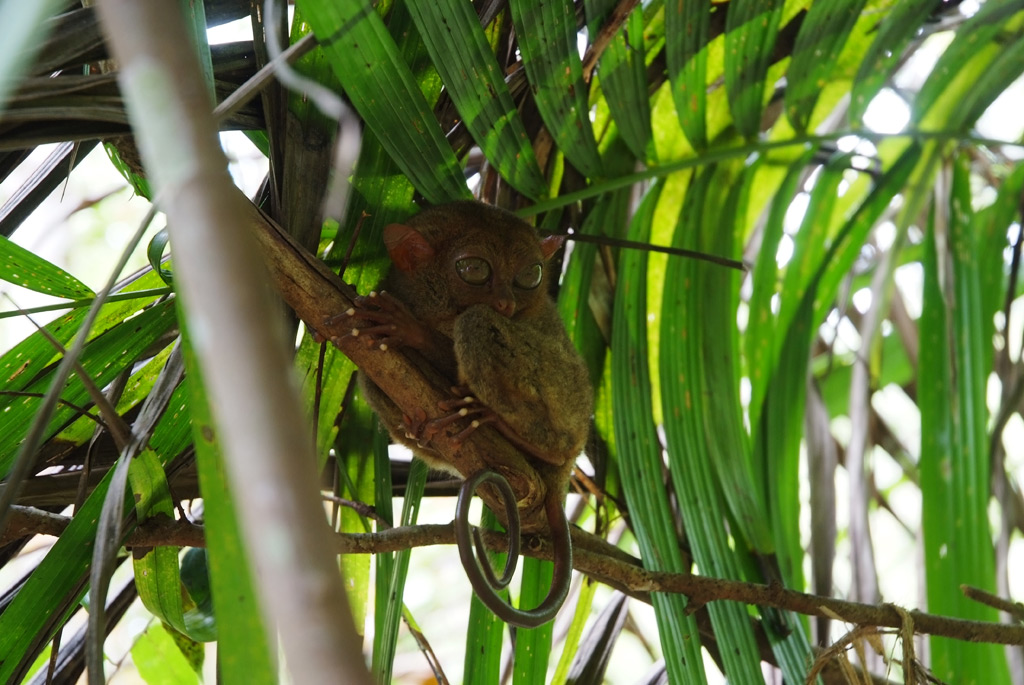 Il tarsio (Bohol)