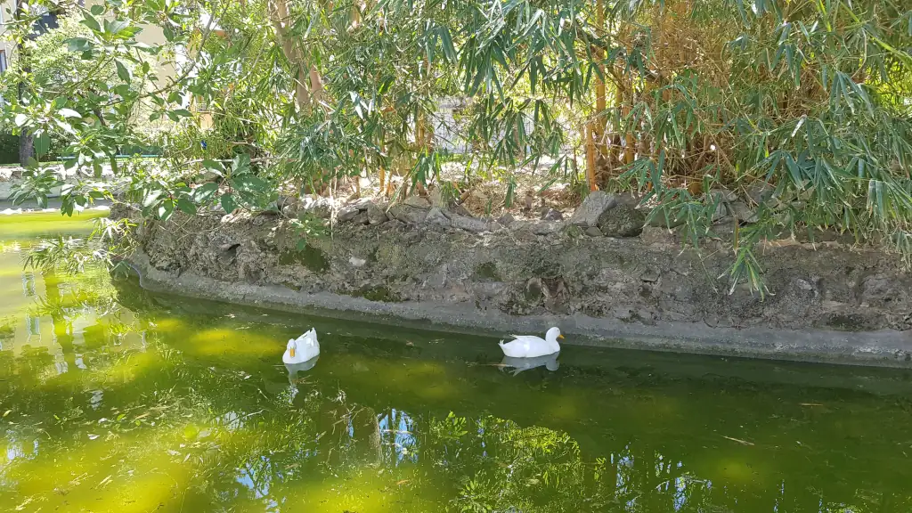 Laghetto del Giardino Inglese con anatre e tartarughe