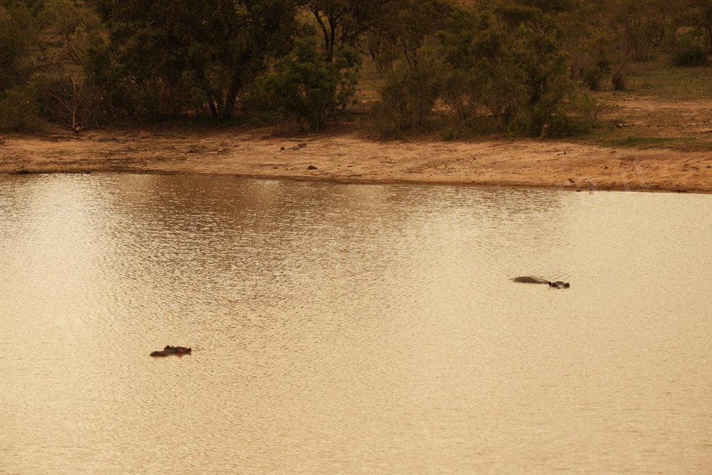 Kruger Park. Gli ippopotami