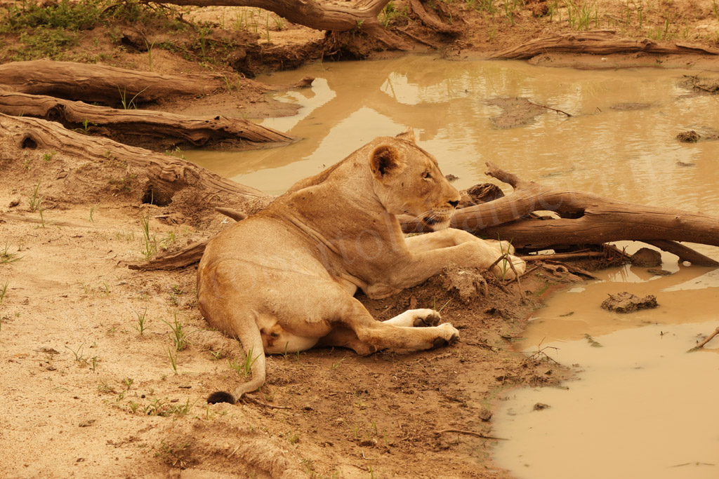 Kruger Park. La leonessa