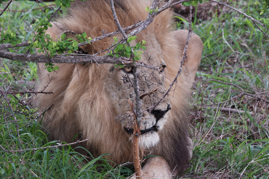 Leone nel Kruger National Park