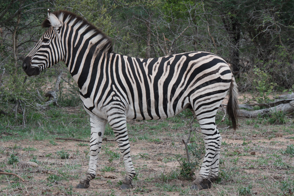 Kruger Park. La zebra