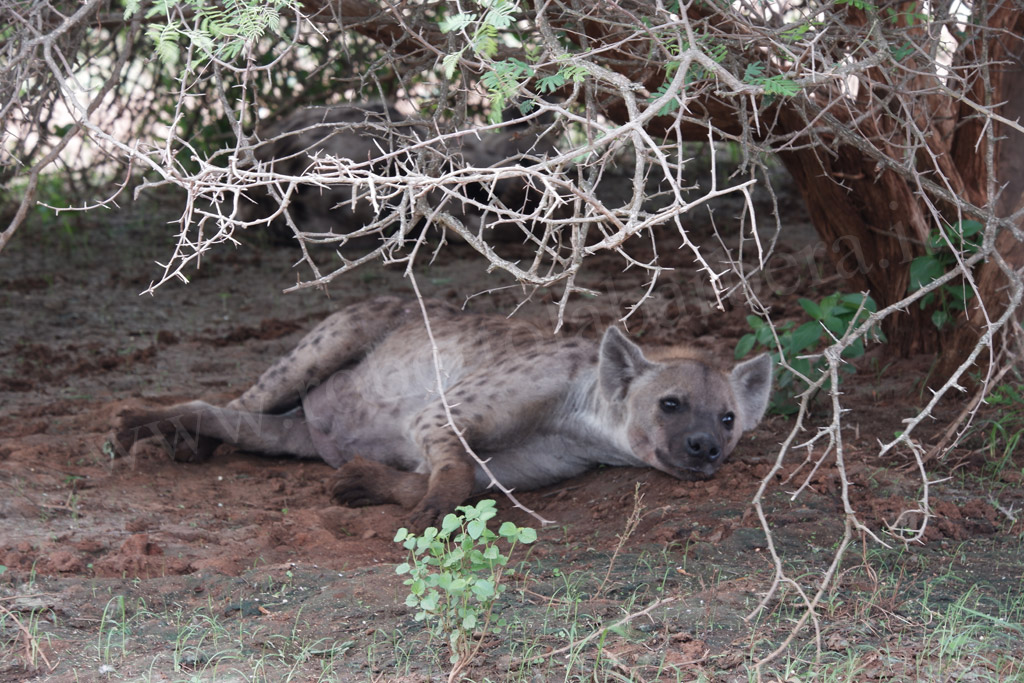 Kruger Park. La iena