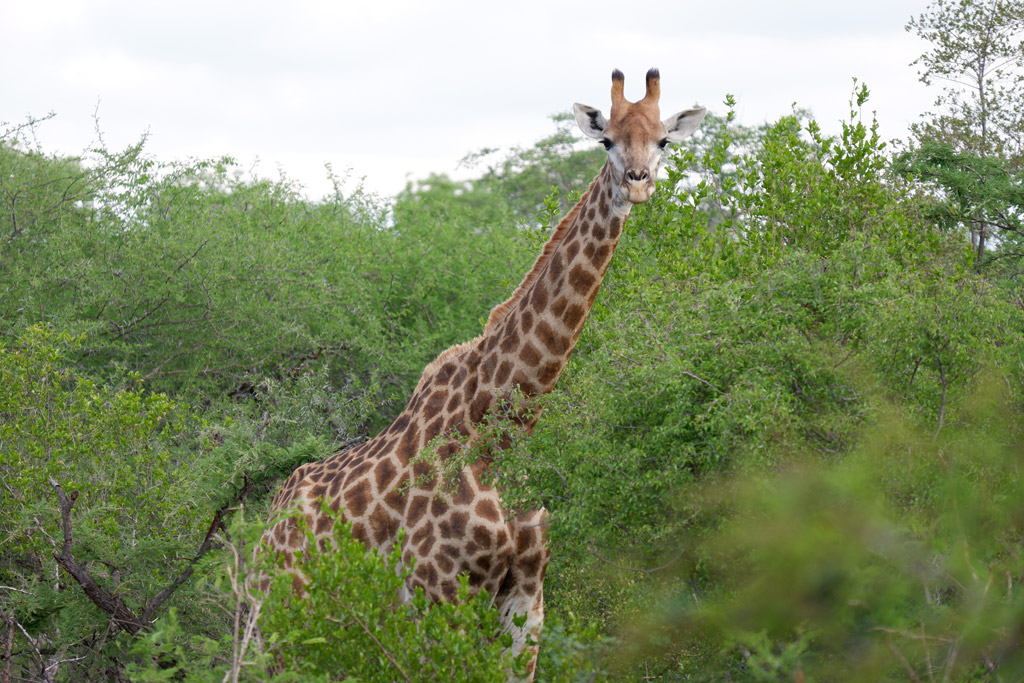 Kruger Park. La giraffa