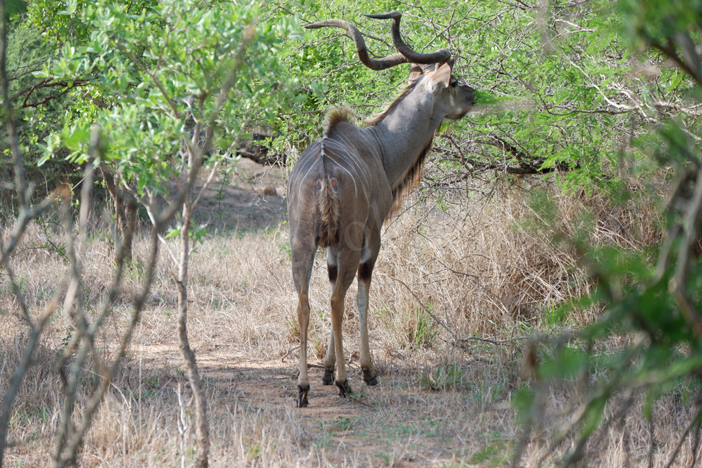 Kruger Park. Gli mpala