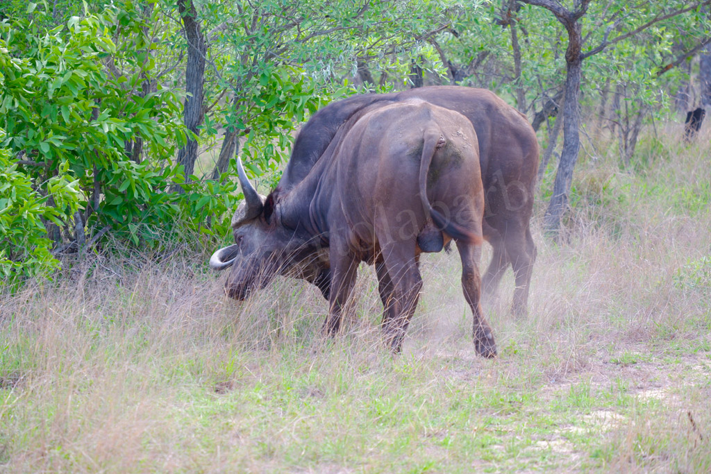 Kruger Park. I bufali