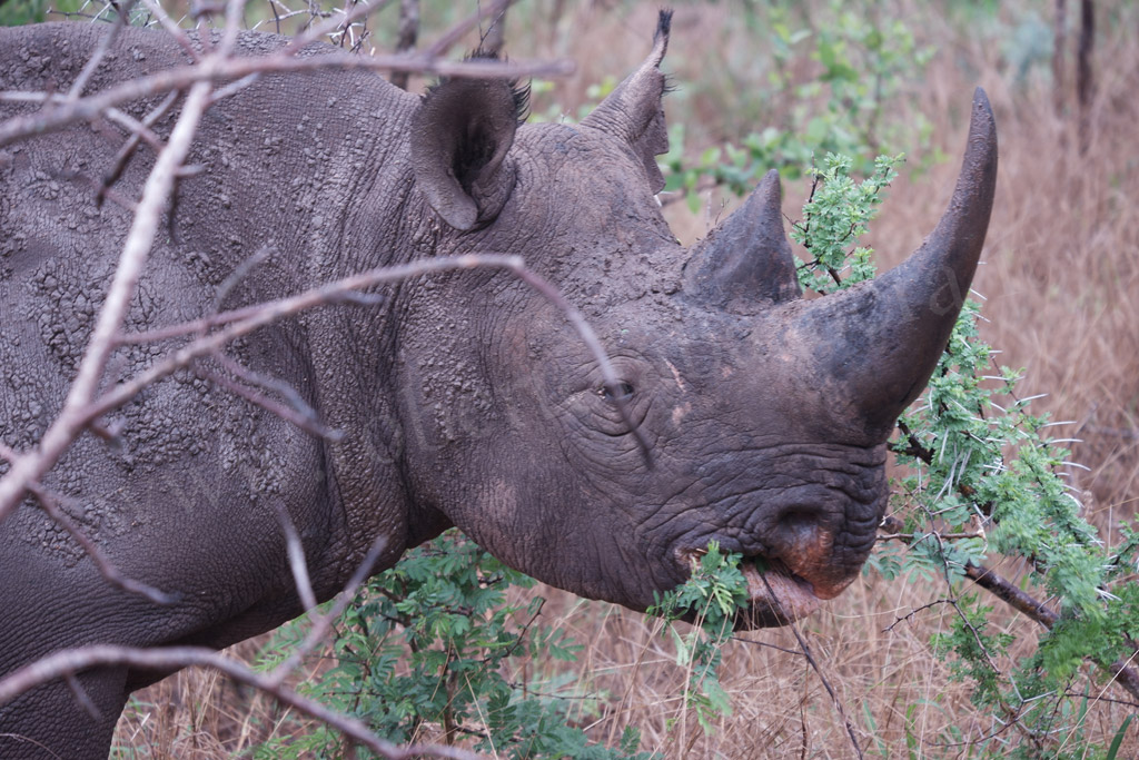 Kruger Park. Il rinoceronte nero