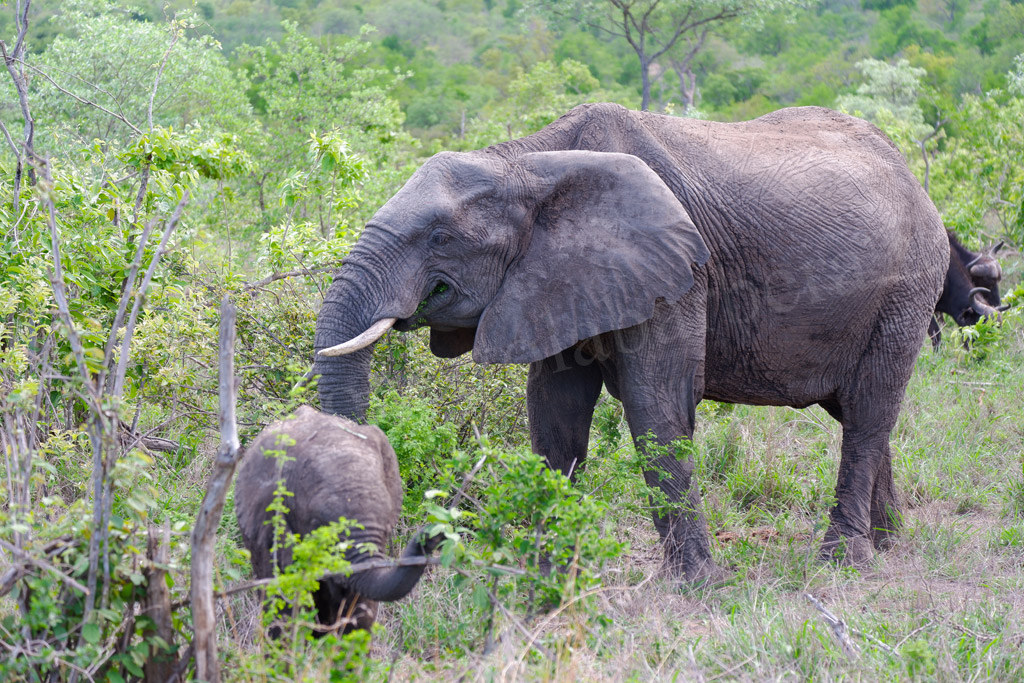 Kruger Park. Gli elefanti