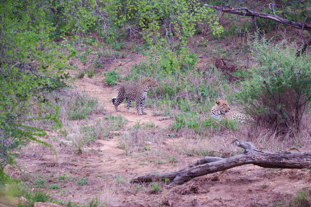 Kruger Park. I leopardi