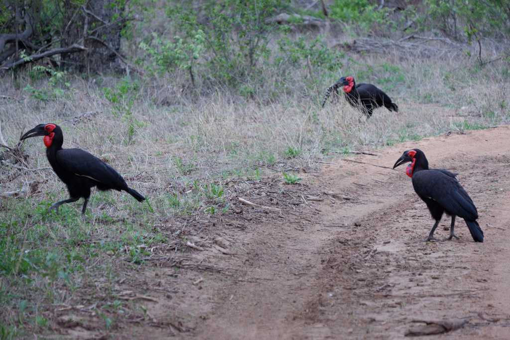 Kruger Park. Gli uccelli di hornbill