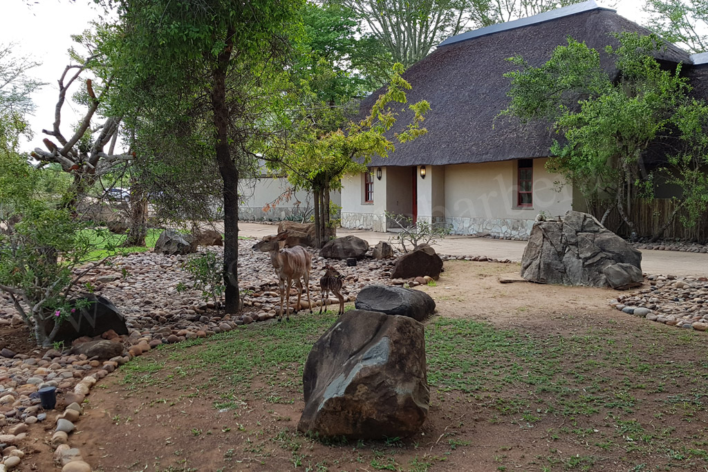 Chalet del Thornybush Waterside Lodge - Kruger Park