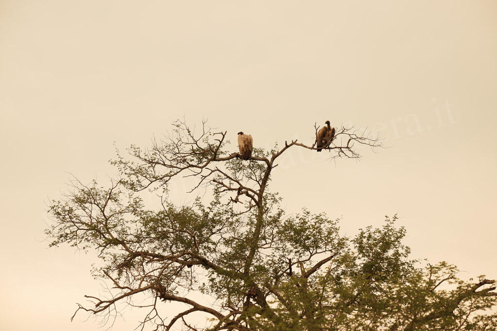 Kruger Park. Gli avvoltoi