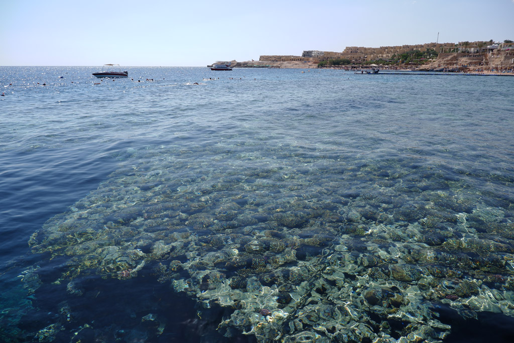 Sharm El Sheikh. La barriera corallina dal resort