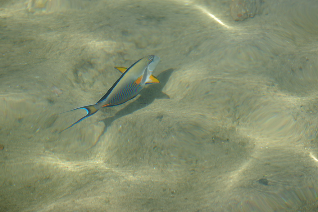 Sharm El Sheikh. Pesce Bluefin Trevally 