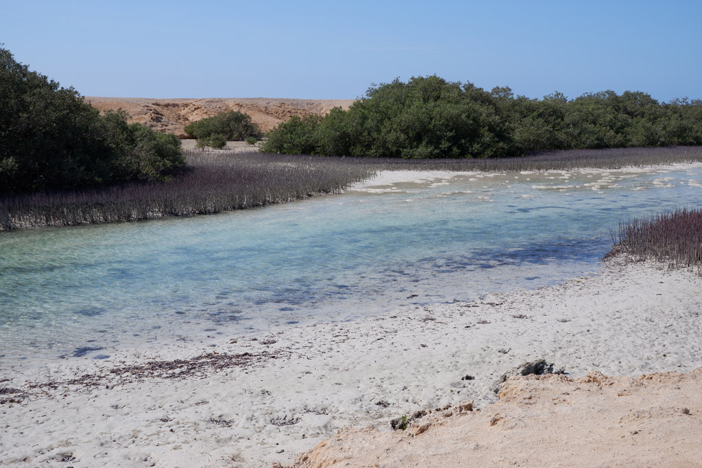 Sharm El Sheikh. Parco nazionale di Nabq dune sabbiose e pozze di acqua salmastra con mangrovie