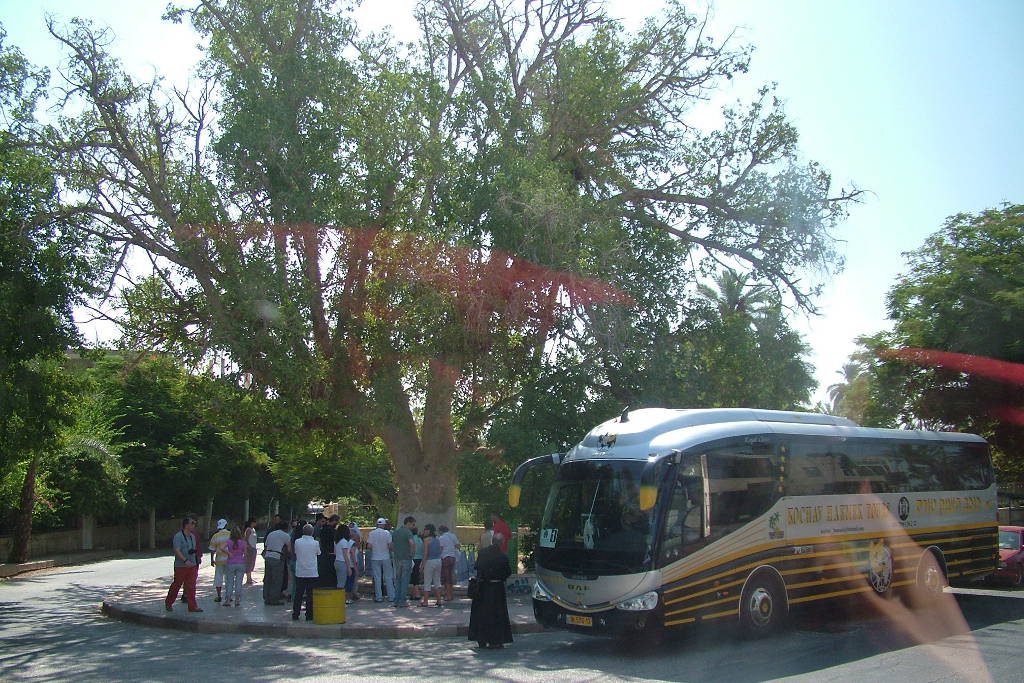 Albero che ricorda la parabola di Zaccheo (Gerico)