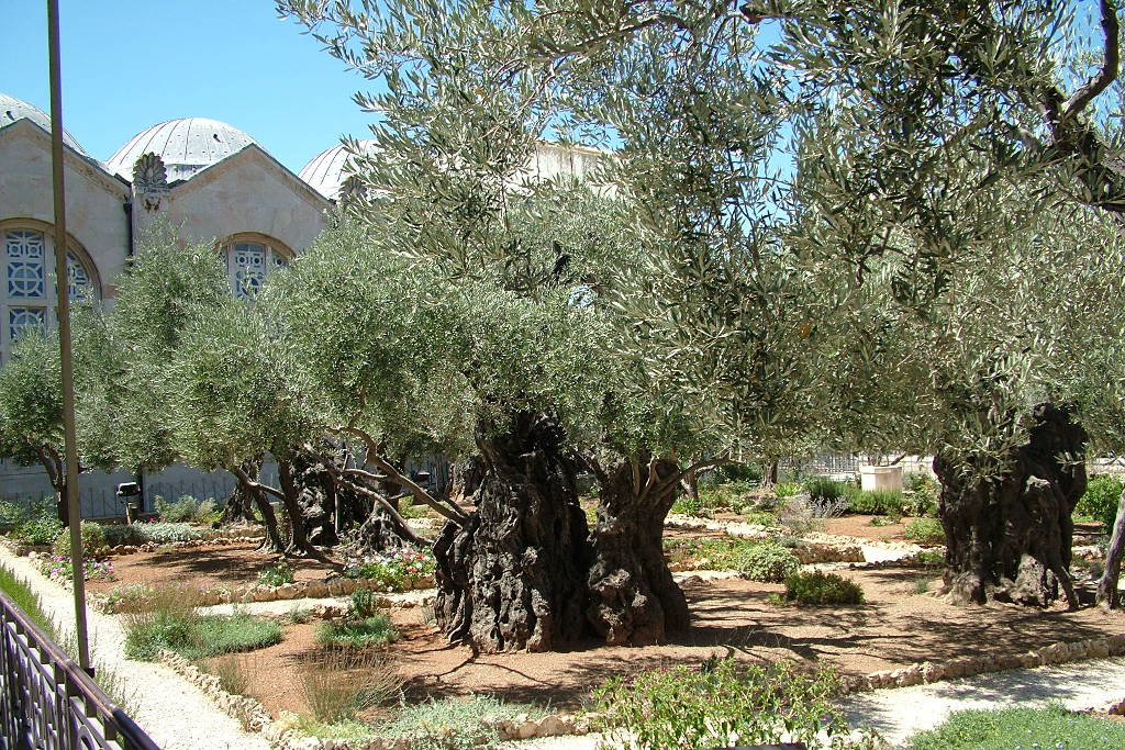 Monte degli Ulivi, Getsemani (Gerusalemme)
